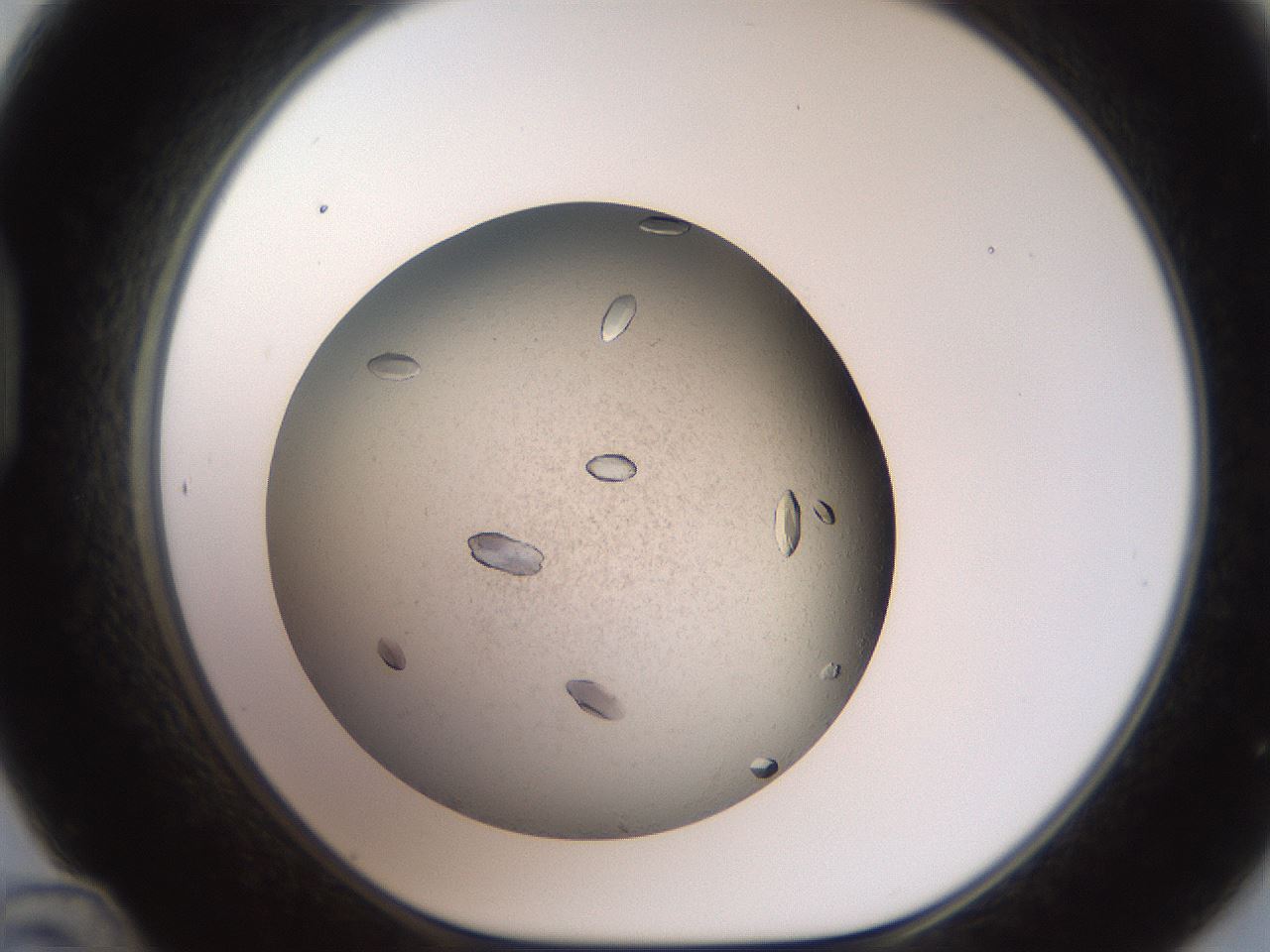 folderID735_plateID1735_batchID7287_wellNum48_profileID1_d1_r115634_ef.jpg