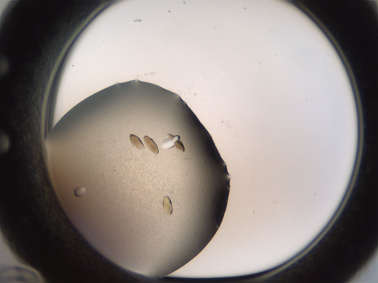 folderID735_plateID1735_batchID7287_wellNum60_profileID1_d1_r115646_ef.jpg
