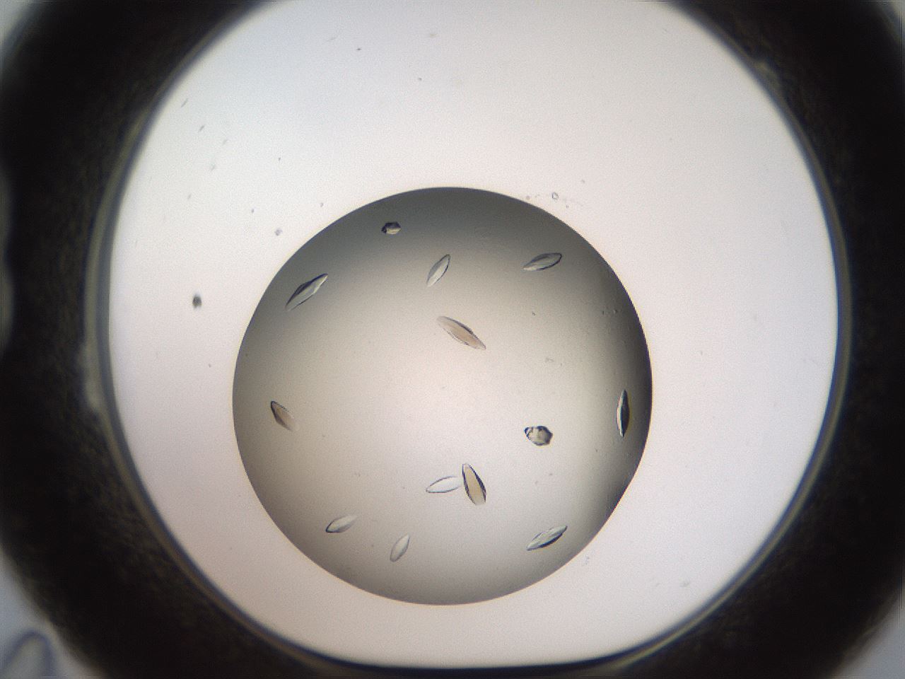 folderID736_plateID1736_batchID7277_wellNum23_profileID1_d1_r115705_ef.jpg