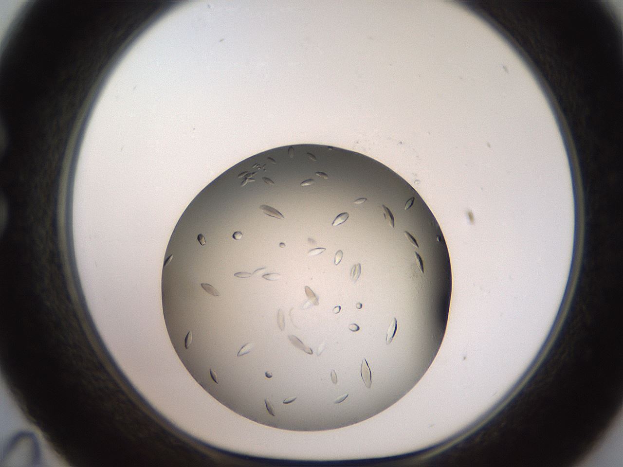 folderID736_plateID1736_batchID7277_wellNum35_profileID1_d1_r115717_ef.jpg