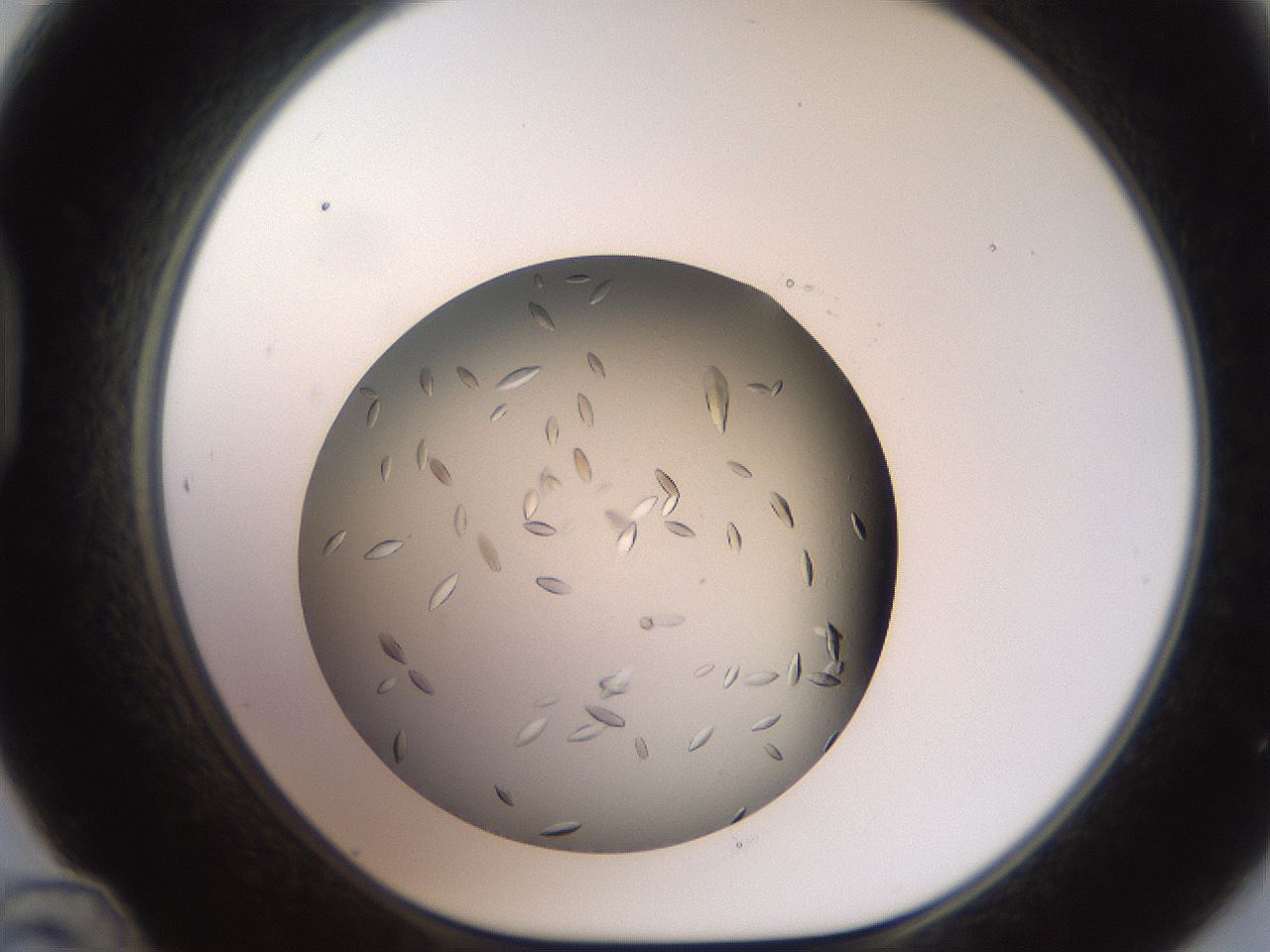 folderID736_plateID1736_batchID7277_wellNum48_profileID1_d1_r115730_ef.jpg