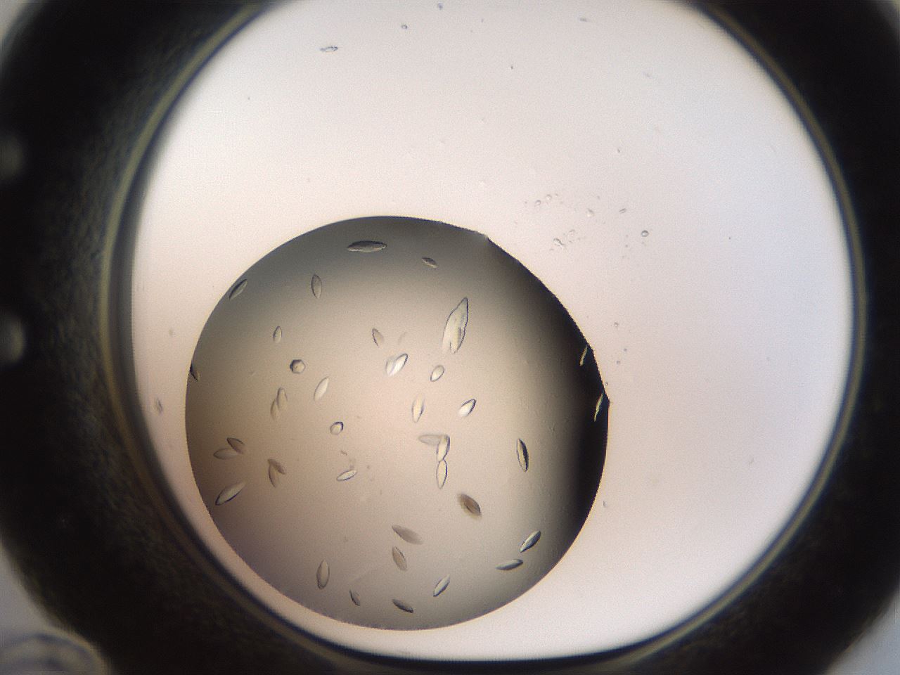 folderID736_plateID1736_batchID7277_wellNum60_profileID1_d1_r115742_ef.jpg