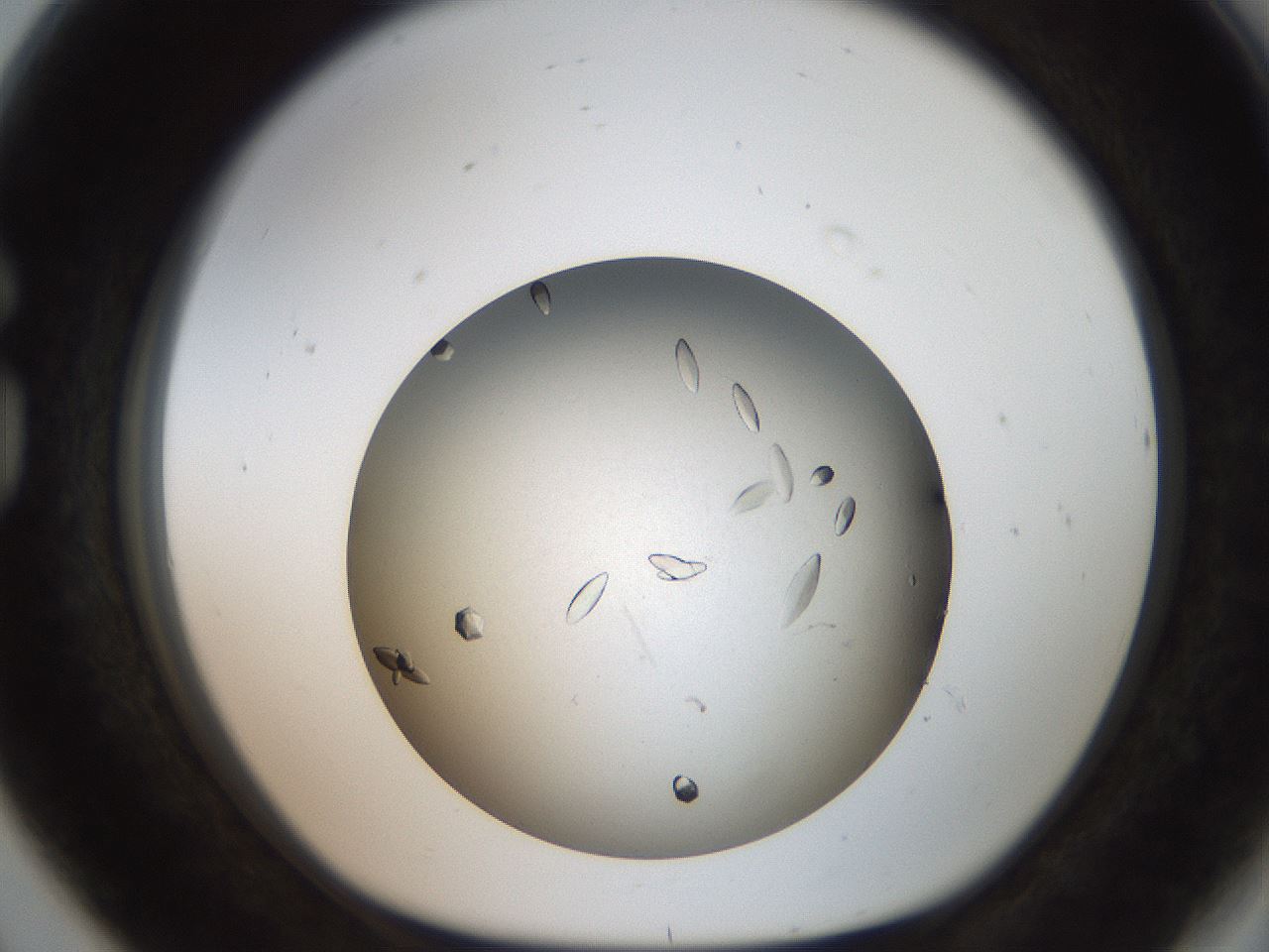 folderID736_plateID1736_batchID7277_wellNum80_profileID1_d1_r115762_ef.jpg