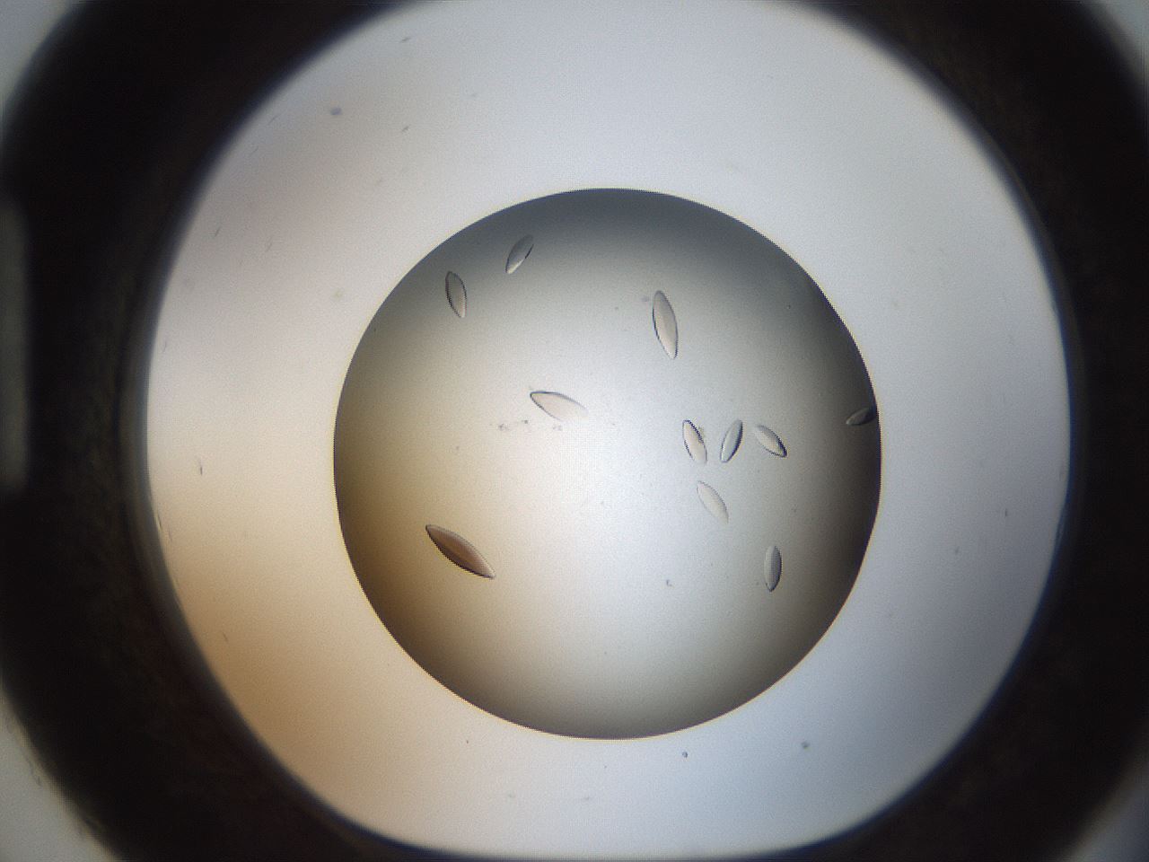 folderID736_plateID1736_batchID7277_wellNum93_profileID1_d1_r115775_ef.jpg