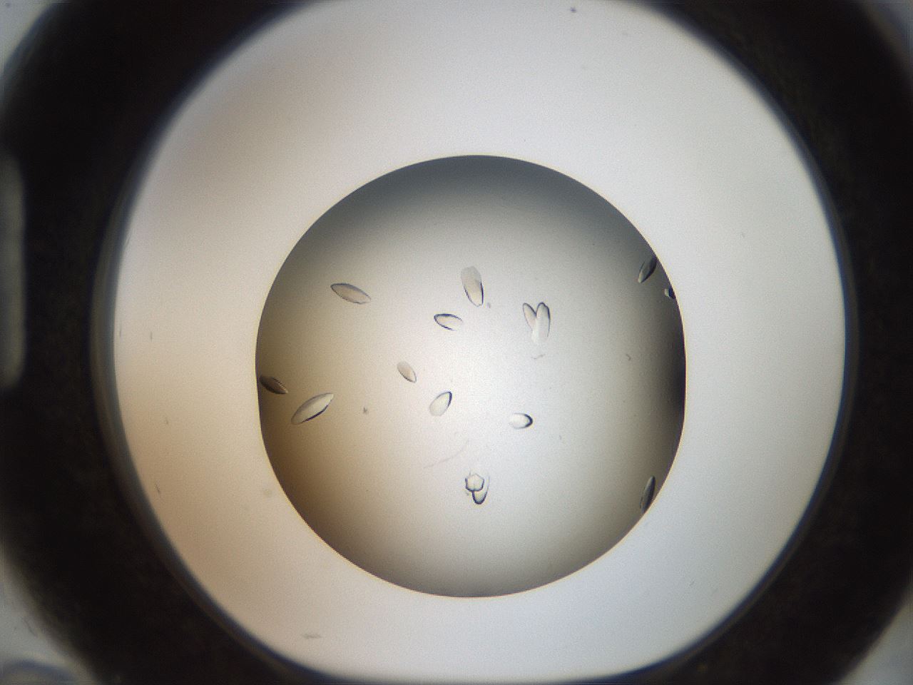 folderID736_plateID1736_batchID7277_wellNum94_profileID1_d1_r115776_ef.jpg
