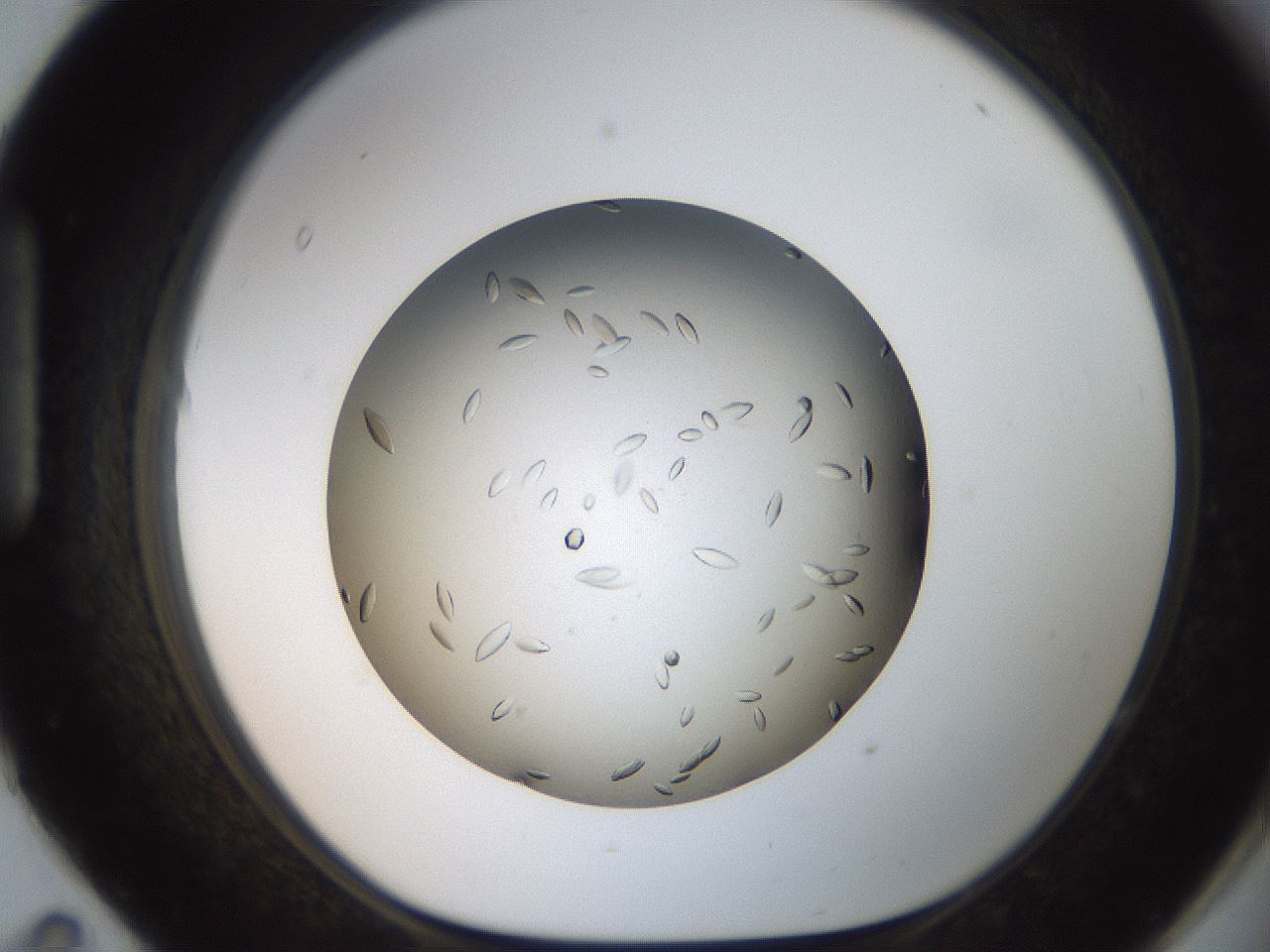 folderID736_plateID1736_batchID7277_wellNum95_profileID1_d1_r115777_ef.jpg
