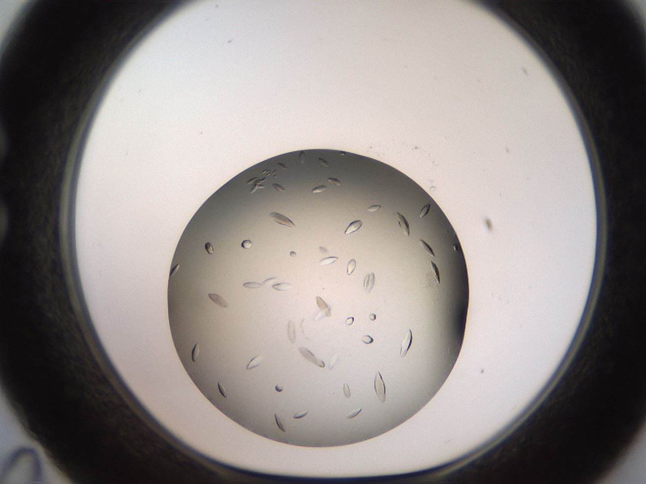 folderID736_plateID1736_batchID7288_wellNum35_profileID1_d1_r115717_ef.jpg