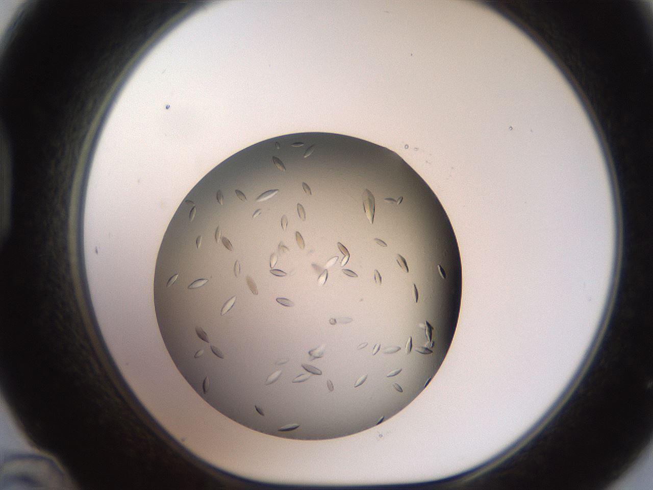 folderID736_plateID1736_batchID7288_wellNum48_profileID1_d1_r115730_ef.jpg