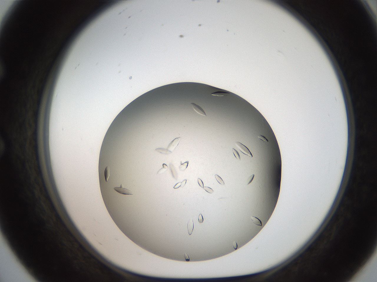 folderID736_plateID1736_batchID7288_wellNum56_profileID1_d1_r115738_ef.jpg