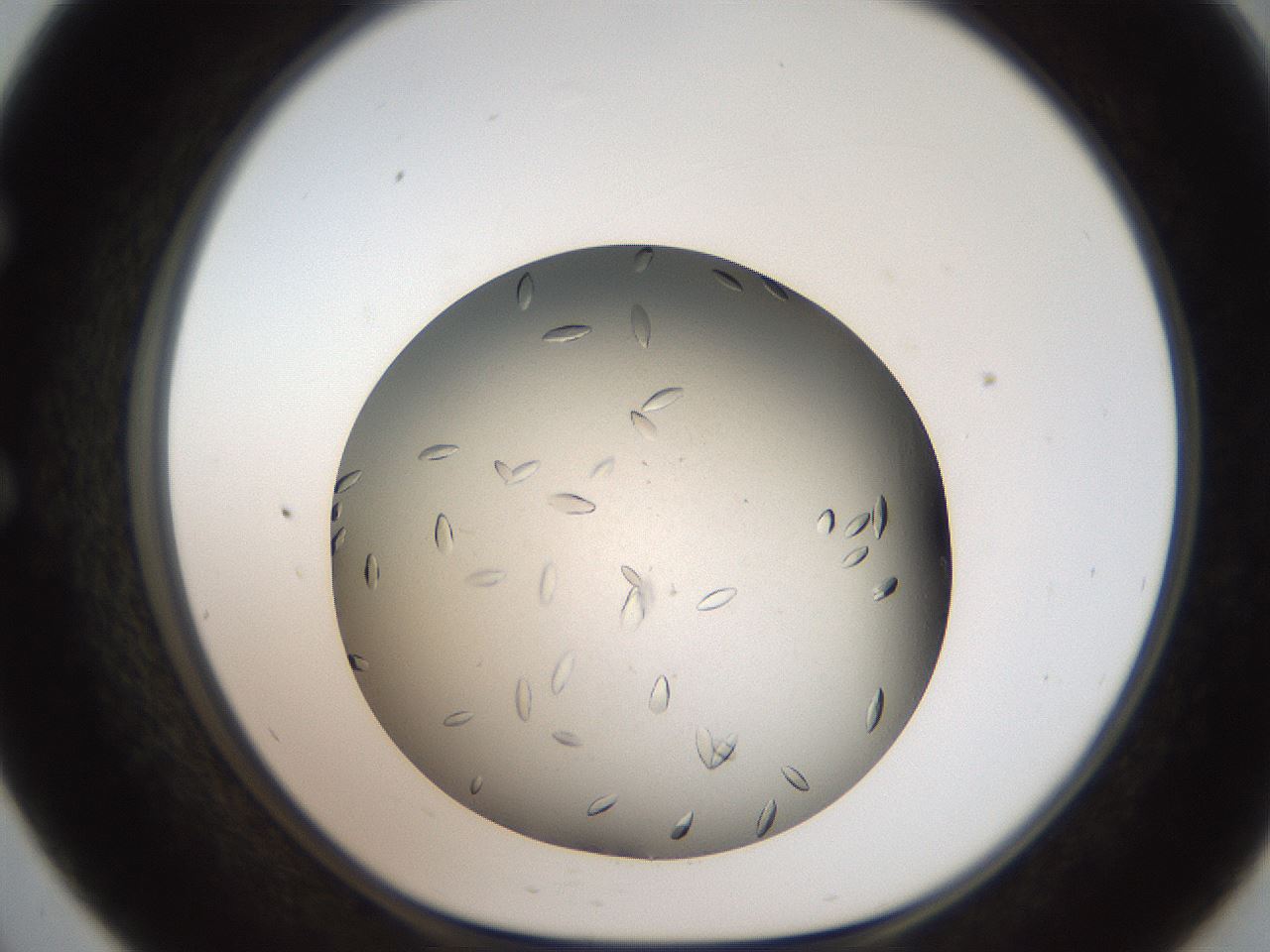folderID736_plateID1736_batchID7288_wellNum57_profileID1_d1_r115739_ef.jpg