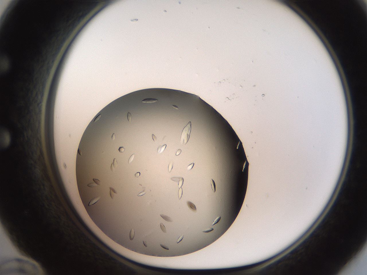 folderID736_plateID1736_batchID7288_wellNum60_profileID1_d1_r115742_ef.jpg