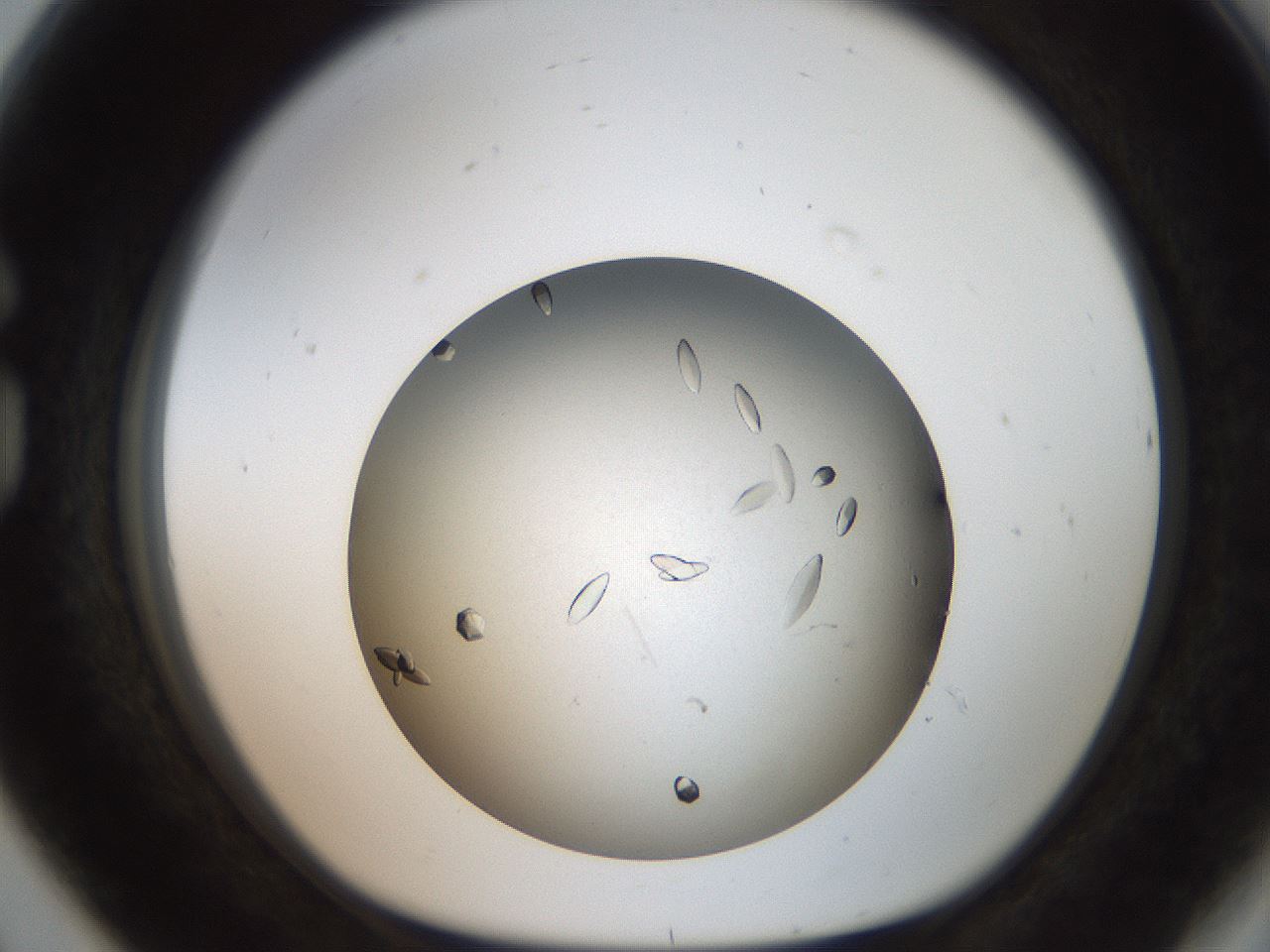 folderID736_plateID1736_batchID7288_wellNum80_profileID1_d1_r115762_ef.jpg