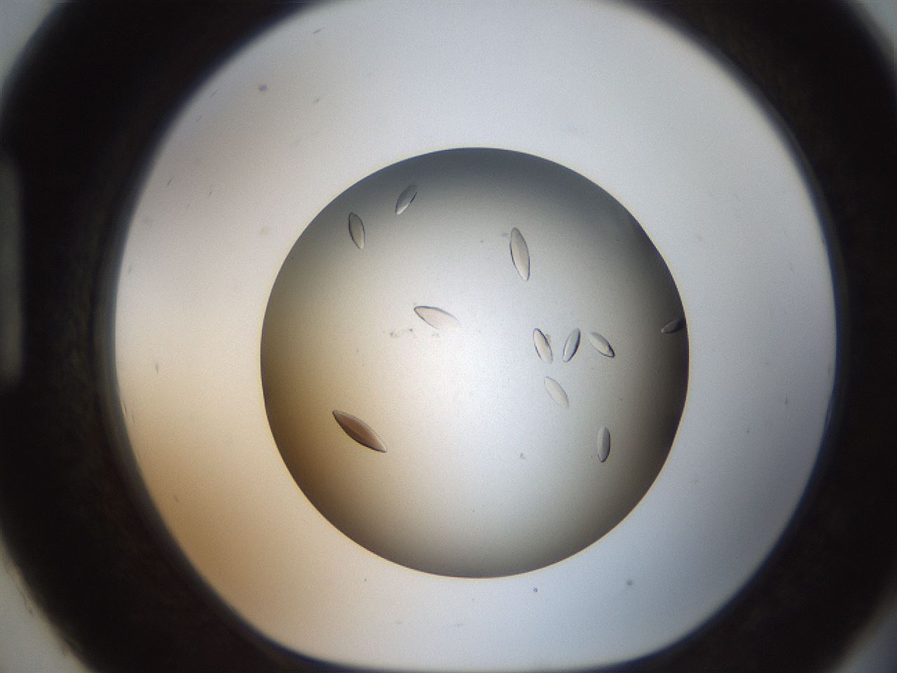 folderID736_plateID1736_batchID7288_wellNum93_profileID1_d1_r115775_ef.jpg