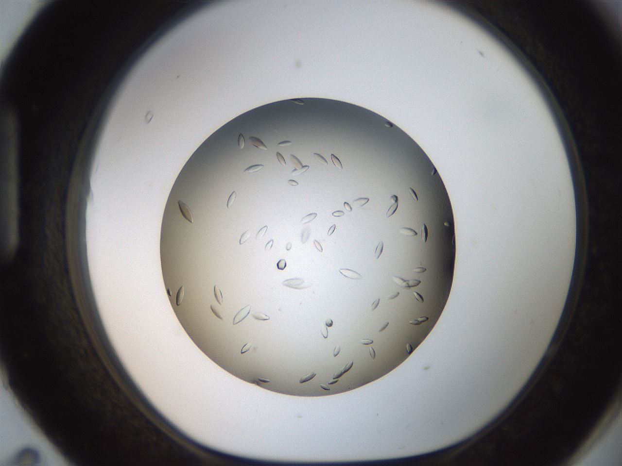 folderID736_plateID1736_batchID7288_wellNum95_profileID1_d1_r115777_ef.jpg