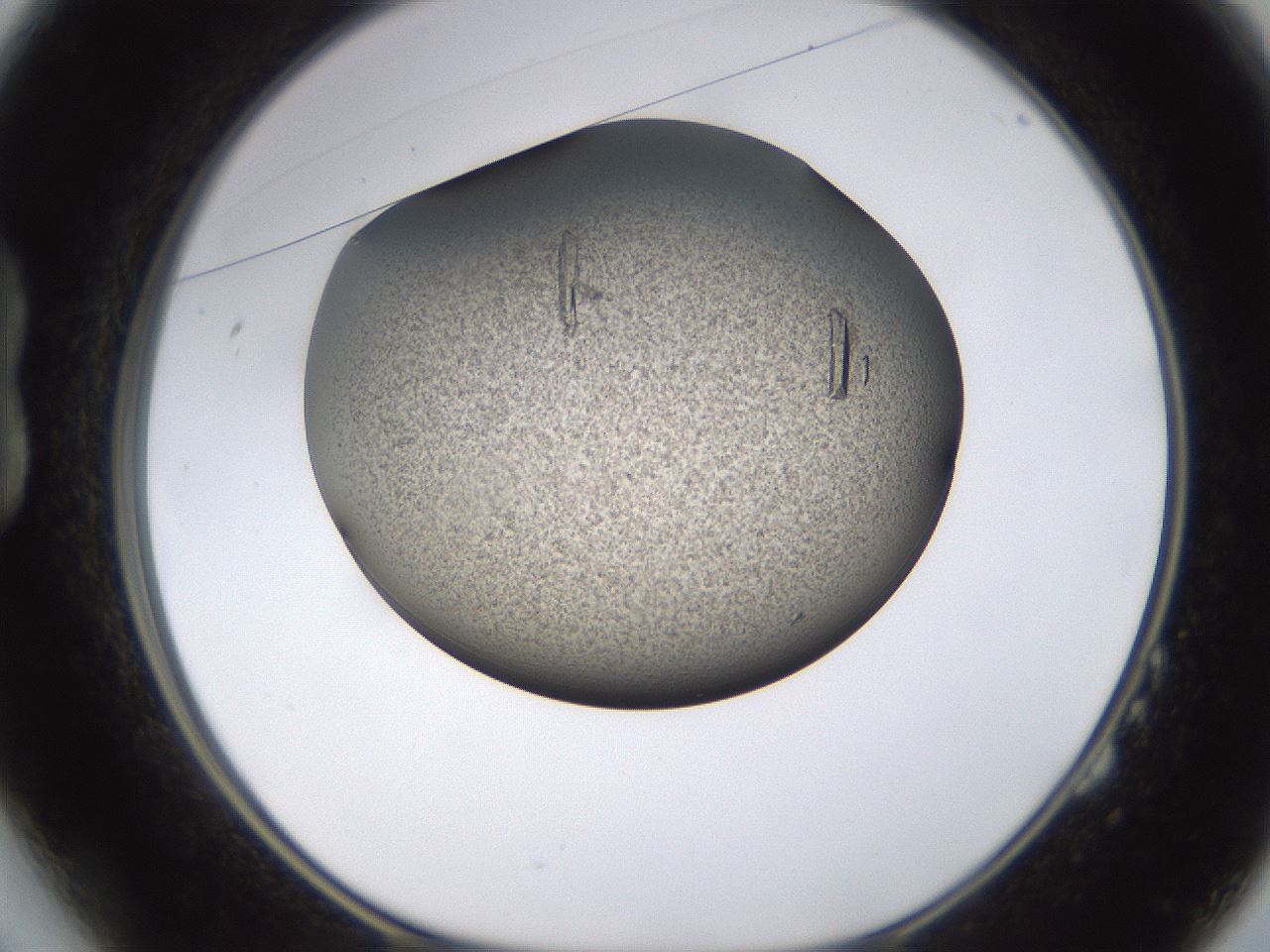 folderID741_plateID1741_batchID7298_wellNum14_profileID1_d1_r115504_ef.jpg