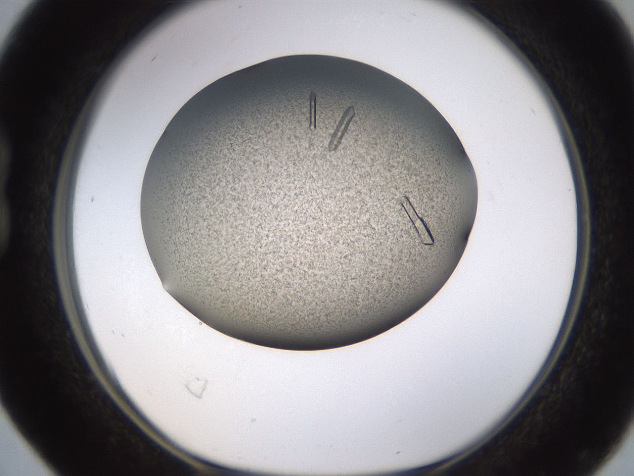 folderID741_plateID1741_batchID7298_wellNum16_profileID1_d1_r115506_ef.jpg