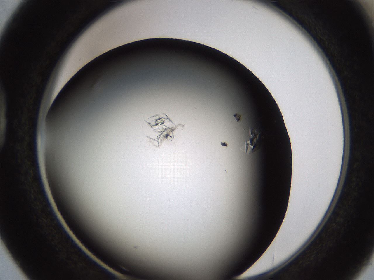 folderID753_plateID1753_batchID7493_wellNum38_profileID1_d1_r117187_ef.jpg