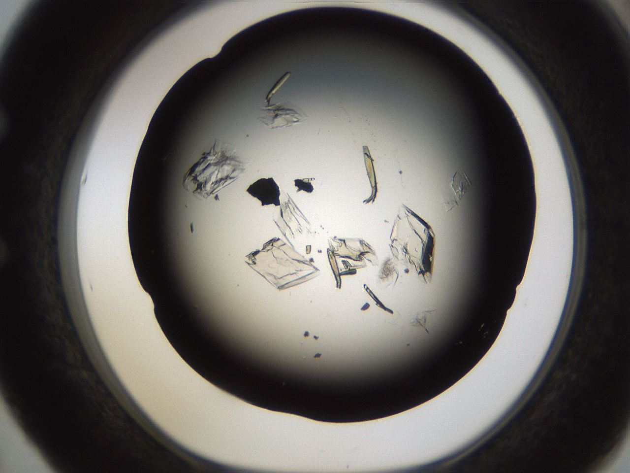 folderID753_plateID1753_batchID7493_wellNum53_profileID1_d1_r117202_ef.jpg