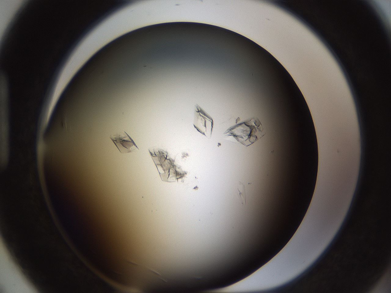 folderID753_plateID1753_batchID7493_wellNum91_profileID1_d1_r117240_ef.jpg