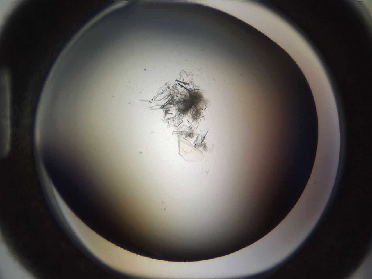 folderID754_plateID1754_batchID7494_wellNum90_profileID1_d1_r117335_ef.jpg