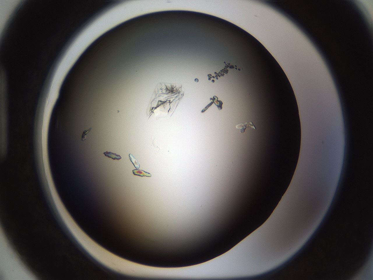 folderID754_plateID1754_batchID7494_wellNum91_profileID1_d1_r117336_ef.jpg