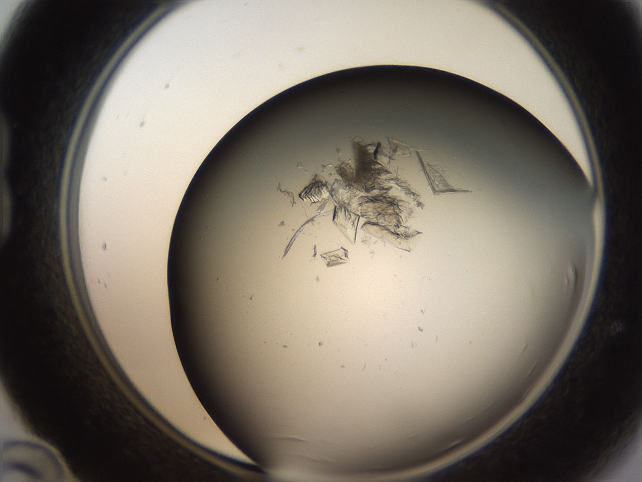 folderID755_plateID1755_batchID7495_wellNum24_profileID1_d1_r117365_ef.jpg