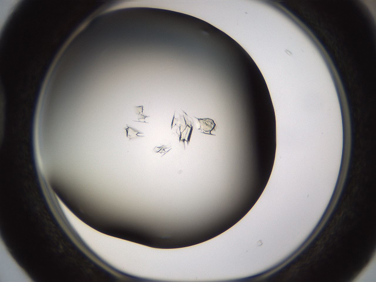 folderID755_plateID1755_batchID7495_wellNum40_profileID1_d1_r117381_ef.jpg