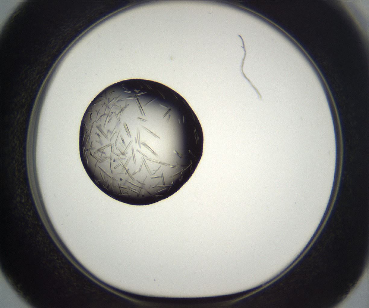 folderID775_plateID2775_batchID14621_wellNum50_profileID1_d1_r227803_ef.jpg