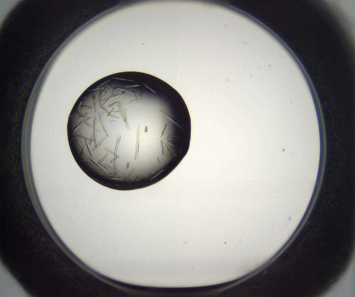 folderID775_plateID2775_batchID14621_wellNum52_profileID1_d1_r227805_ef.jpg