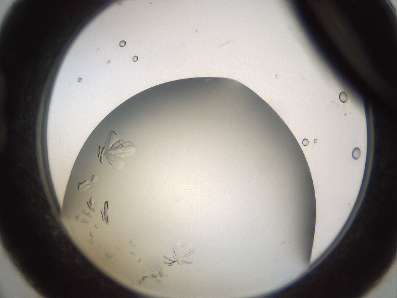 folderID779_plateID2779_batchID14695_wellNum21_profileID1_d1_r228062_ef.jpg