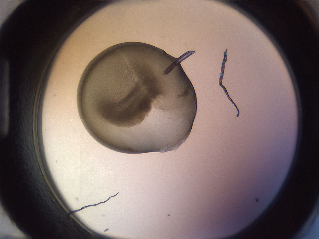 folderID799_plateID2799_batchID14945_wellNum96_profileID1_d1_r229894_ef.jpg