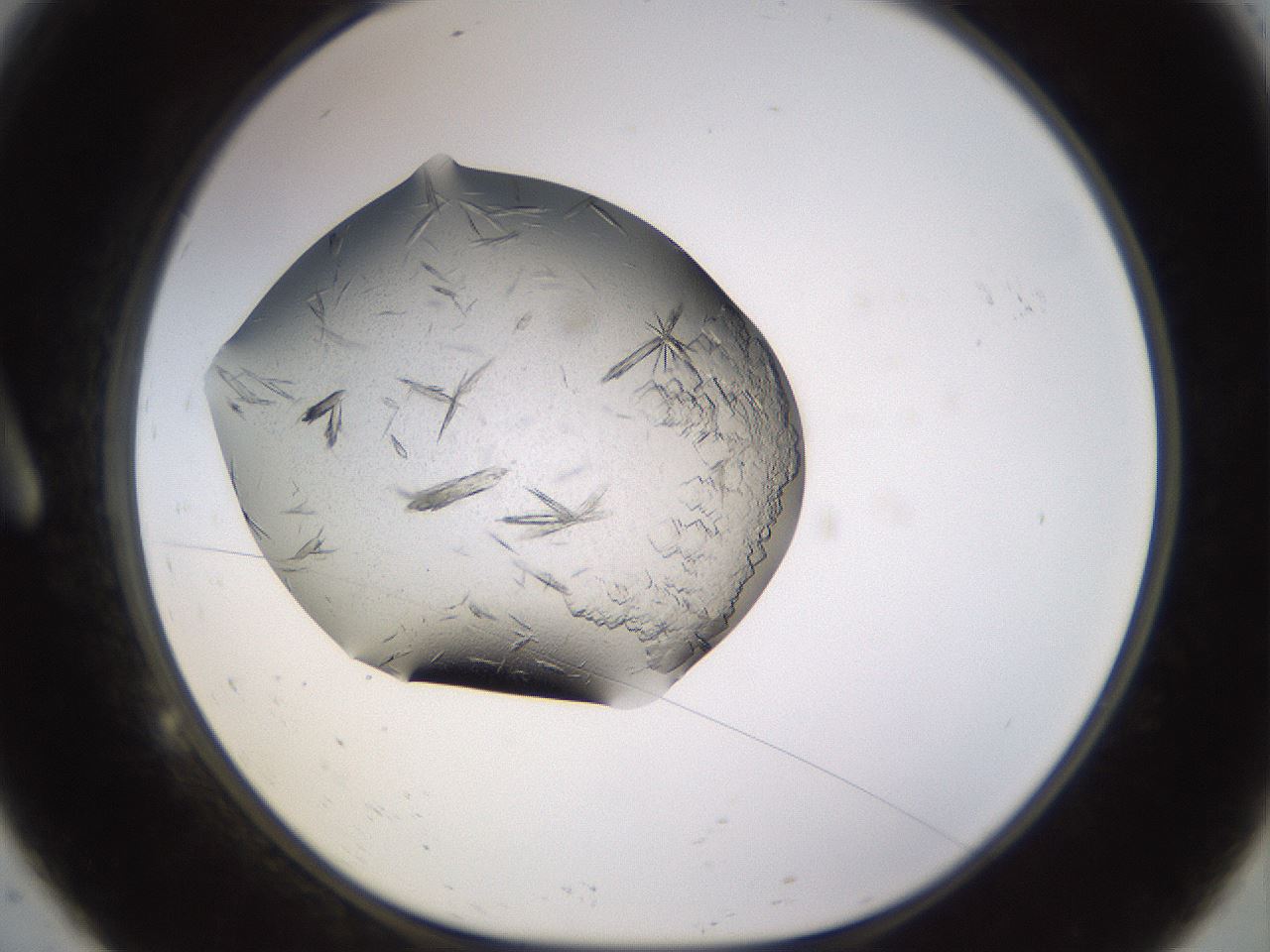 folderID816_plateID1816_batchID7659_wellNum9_profileID1_d1_r120905_ef.jpg