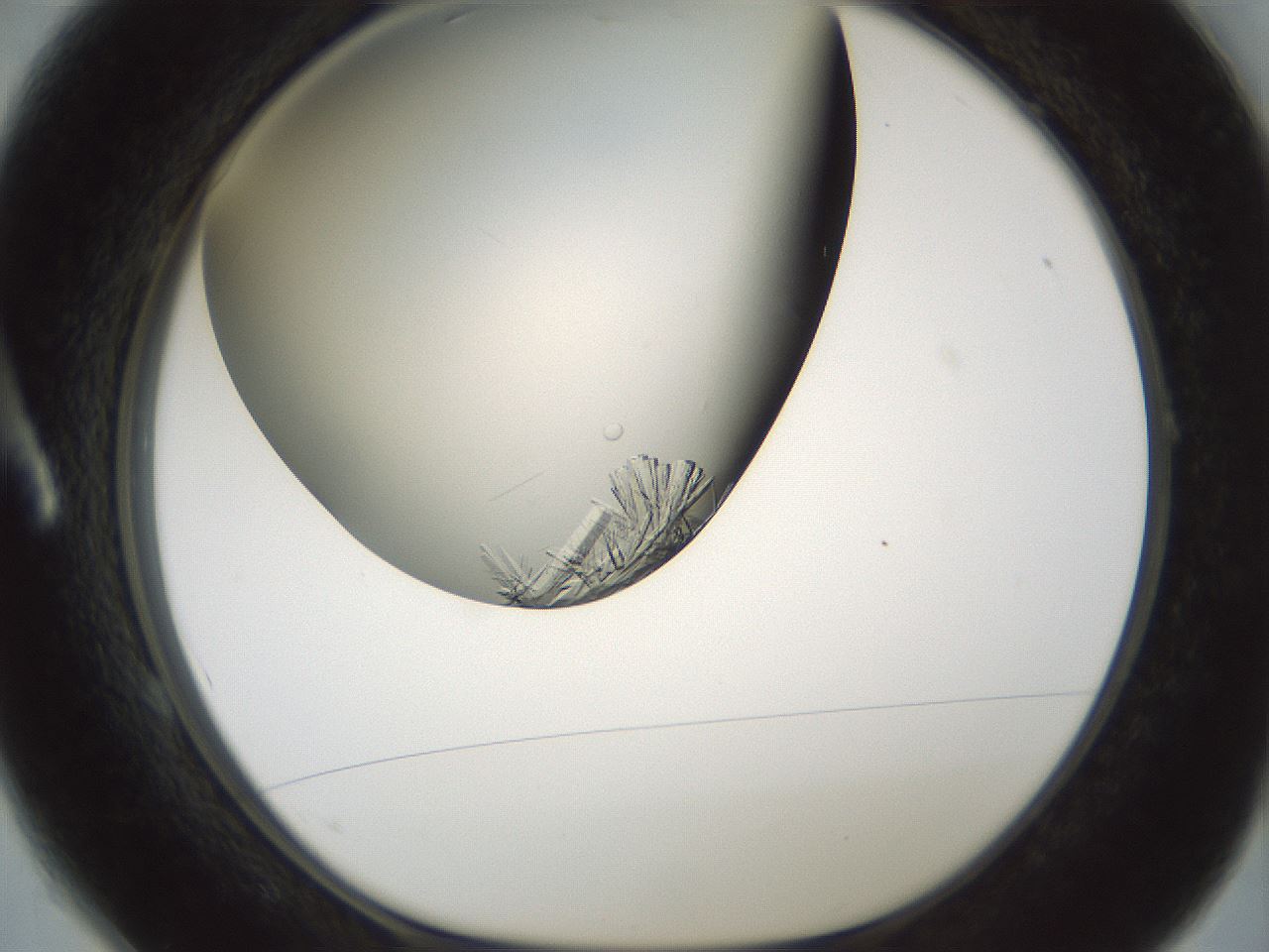 folderID849_plateID2849_batchID15356_wellNum1_profileID1_d1_r232824_ef.jpg
