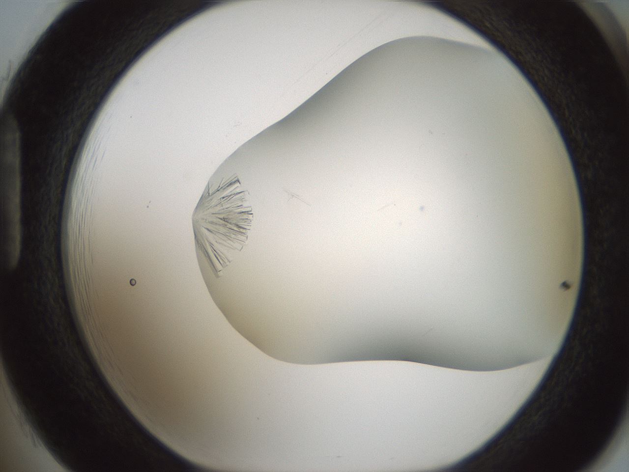 folderID849_plateID2849_batchID15356_wellNum85_profileID1_d1_r232908_ef.jpg