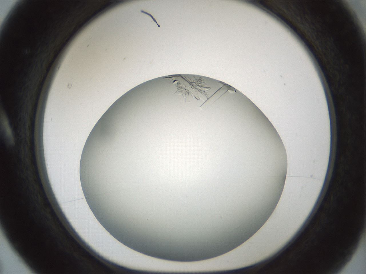 folderID850_plateID2850_batchID15358_wellNum5_profileID1_d1_r232924_ef.jpg