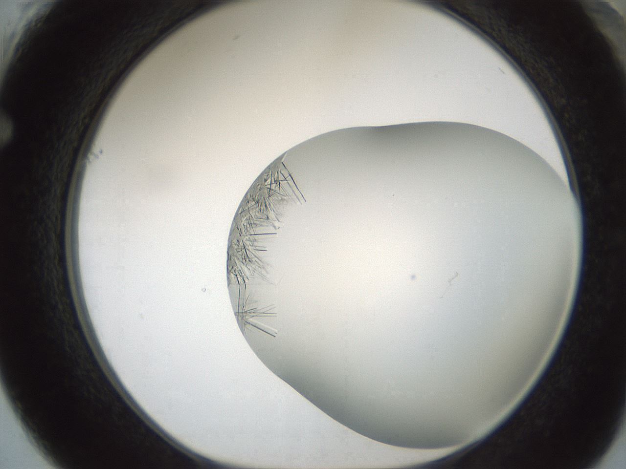 folderID850_plateID2850_batchID15358_wellNum61_profileID1_d1_r232980_ef.jpg