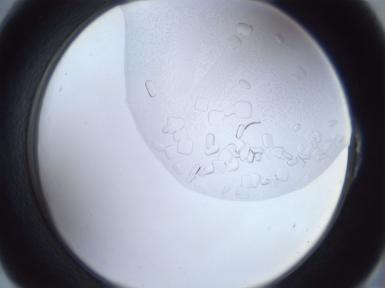 folderID879_plateID879_batchID1098_wellNum54_profileID1_d2_r31610_ef.jpg