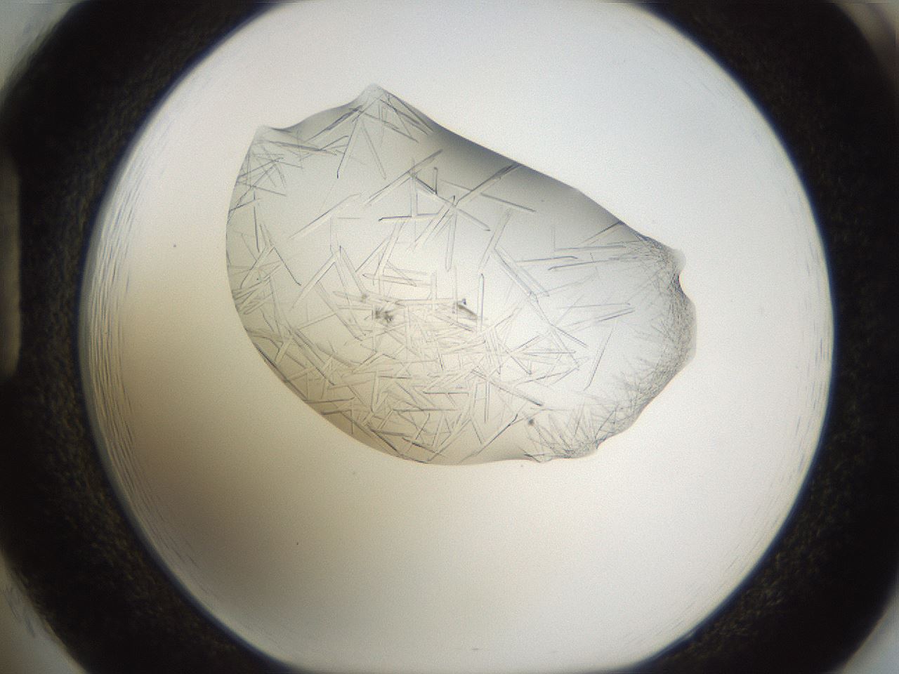 folderID894_plateID2894_batchID15879_wellNum85_profileID1_d1_r242628_ef.jpg