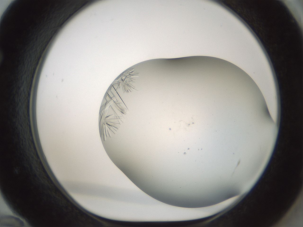 folderID849_plateID2849_batchID15356_wellNum72_profileID1_d1_r232895_ef.jpg
