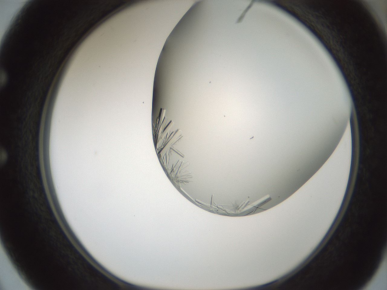 folderID850_plateID2850_batchID15358_wellNum50_profileID1_d1_r232969_ef.jpg