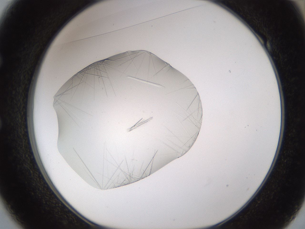 folderID895_plateID2895_batchID15880_wellNum49_profileID1_d1_r242688_ef.jpg