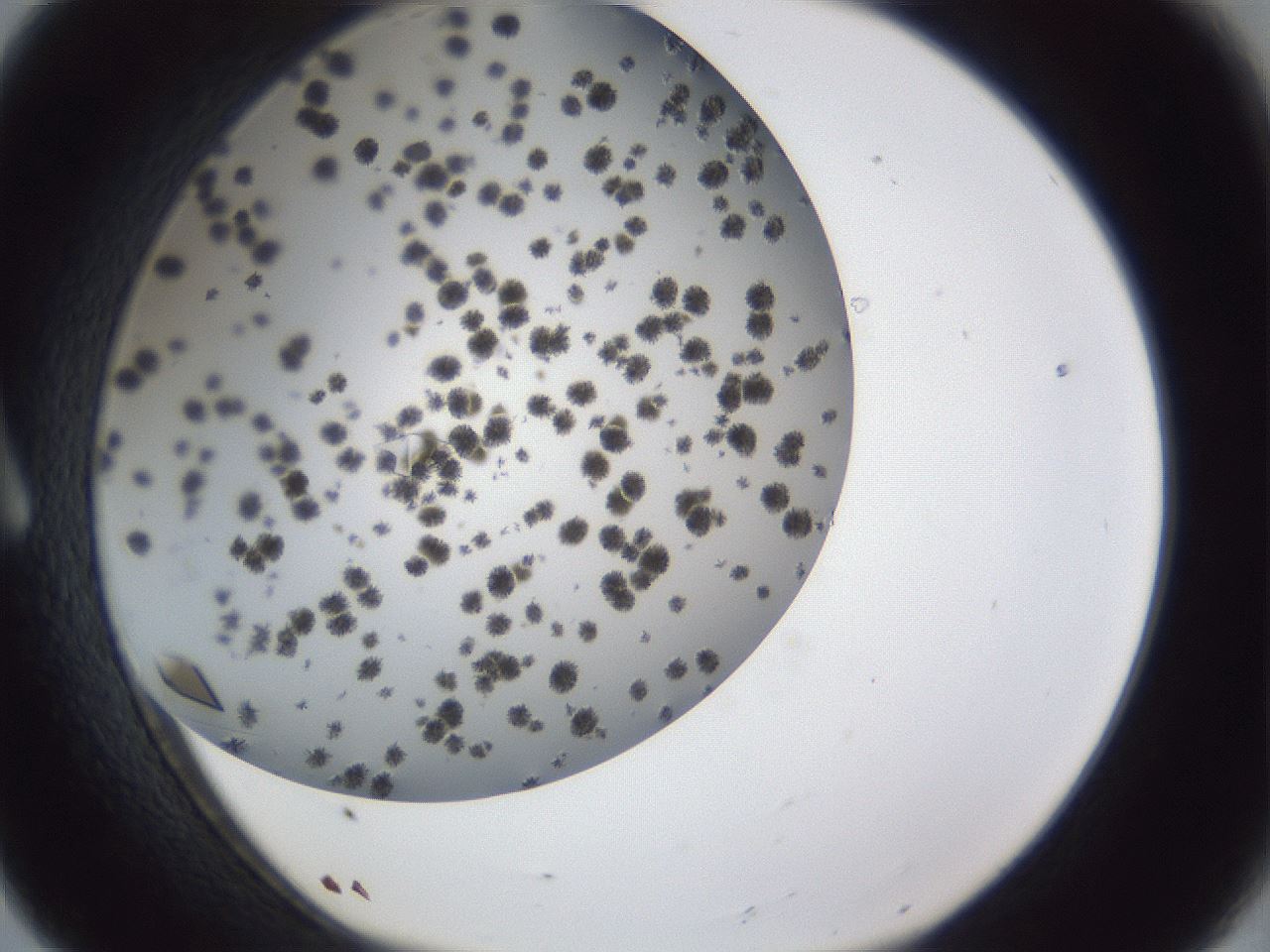 folderID899_plateID1899_batchID8120_wellNum8_profileID1_d1_r126963_ef.jpg