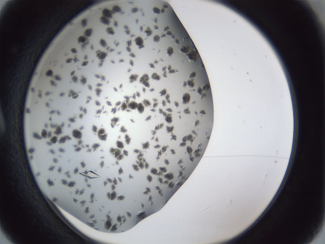folderID899_plateID1899_batchID8128_wellNum5_profileID1_d1_r126960_ef.jpg