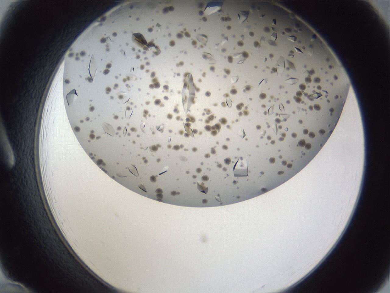 folderID899_plateID1899_batchID8120_wellNum12_profileID1_d1_r126967_ef.jpg