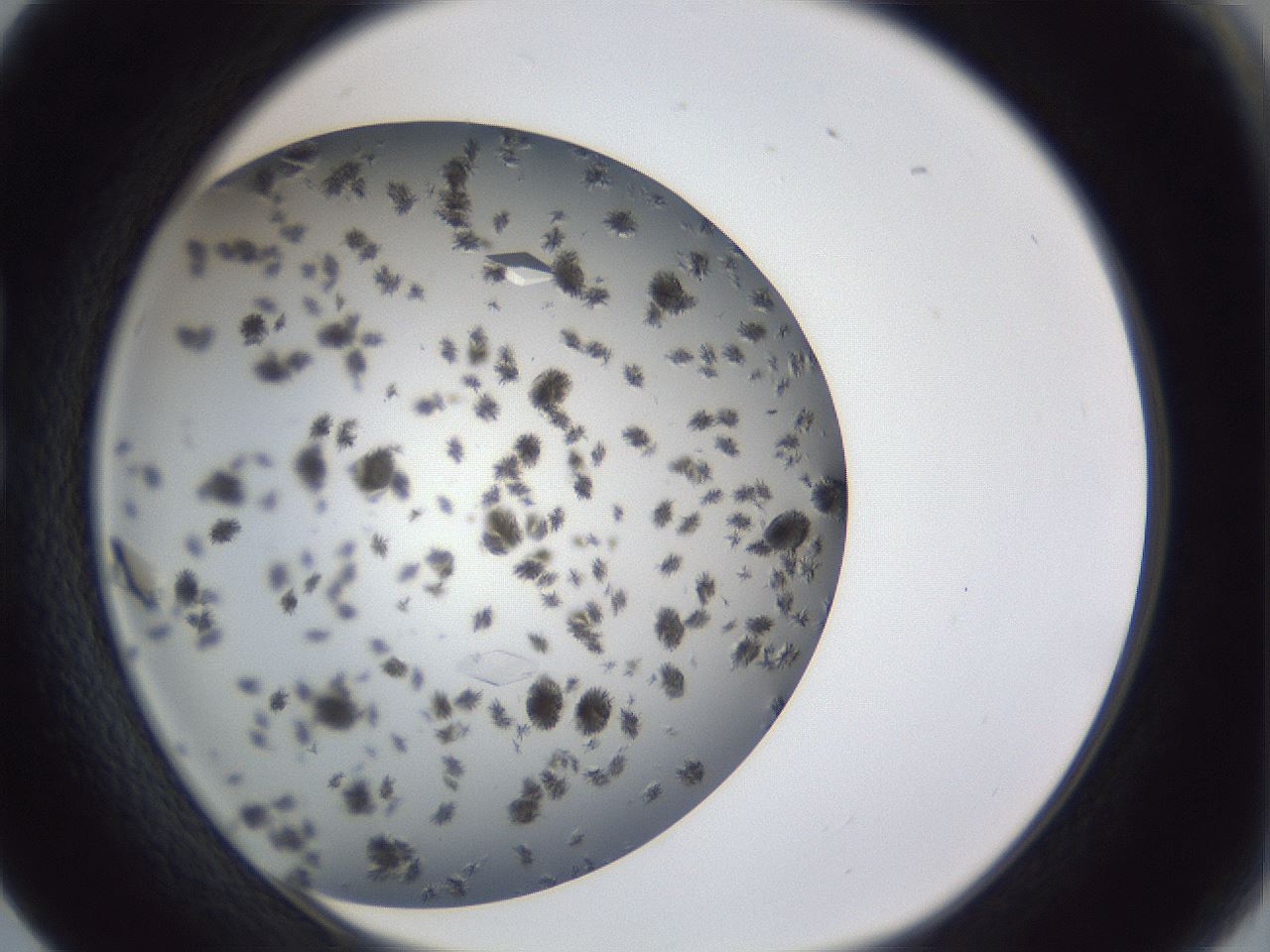 folderID899_plateID1899_batchID8120_wellNum17_profileID1_d1_r126972_ef.jpg