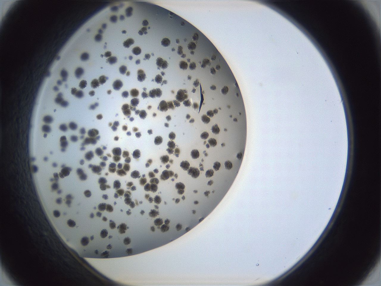 folderID899_plateID1899_batchID8120_wellNum21_profileID1_d1_r126976_ef.jpg