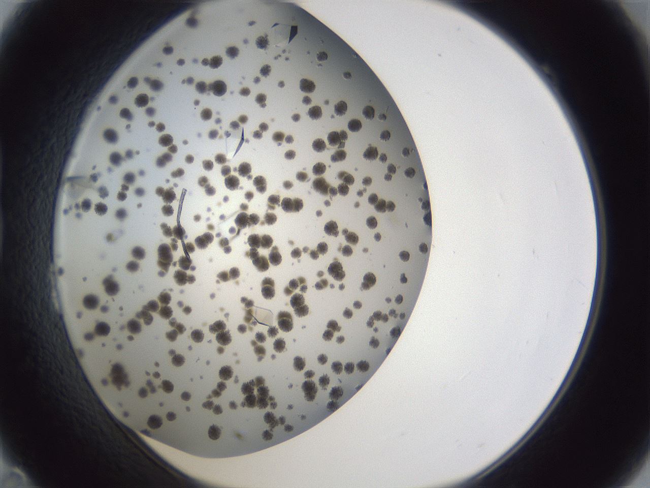 folderID899_plateID1899_batchID8120_wellNum23_profileID1_d1_r126978_ef.jpg