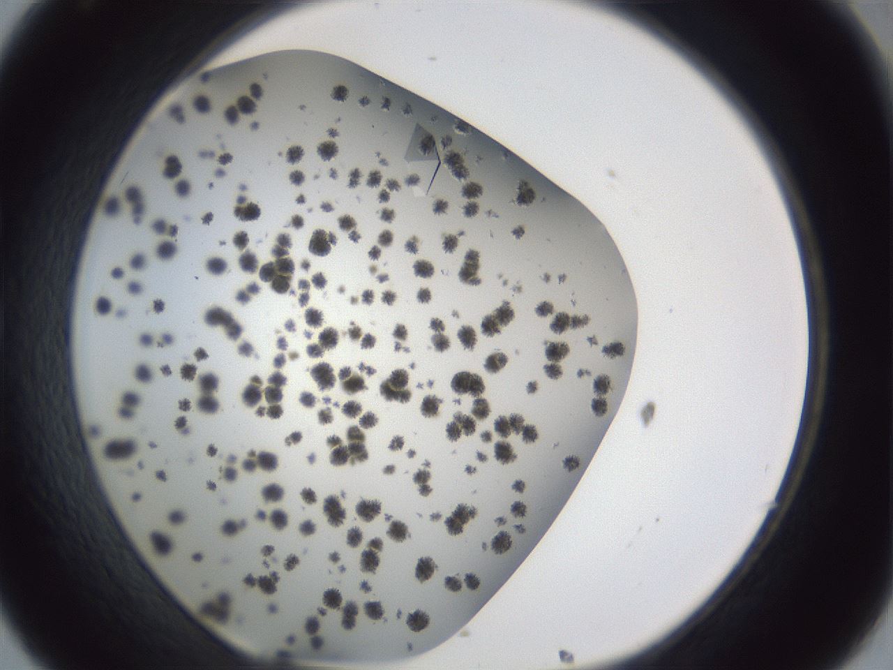 folderID899_plateID1899_batchID8120_wellNum32_profileID1_d1_r126987_ef.jpg
