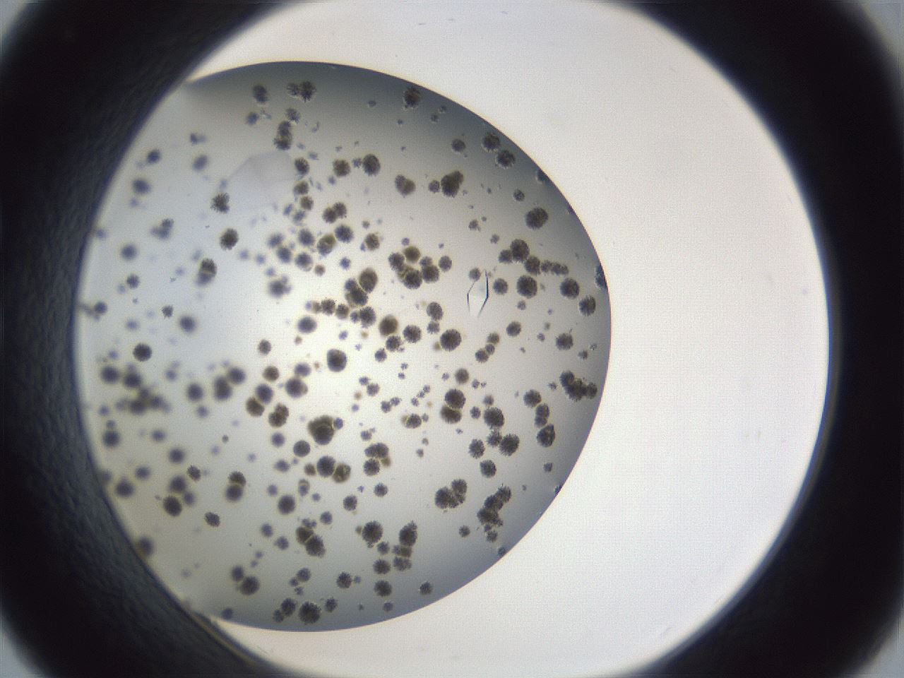 folderID899_plateID1899_batchID8120_wellNum33_profileID1_d1_r126988_ef.jpg