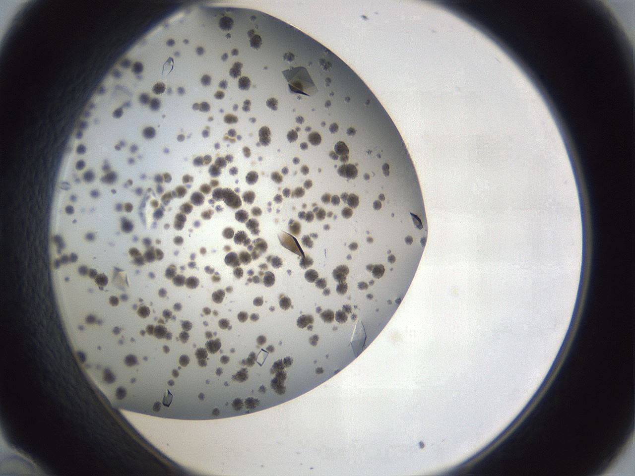 folderID899_plateID1899_batchID8120_wellNum34_profileID1_d1_r126989_ef.jpg